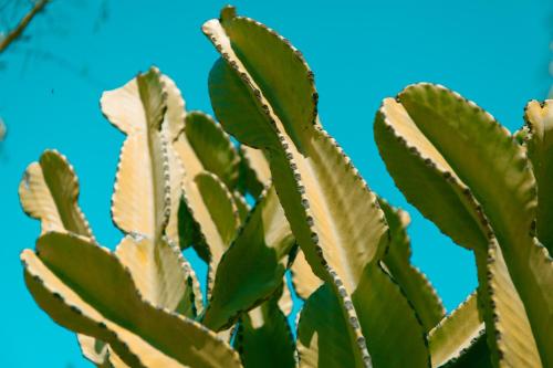 a plant with green leaves against a blue sky at Can Arabí - Adults Only in Ibiza Town
