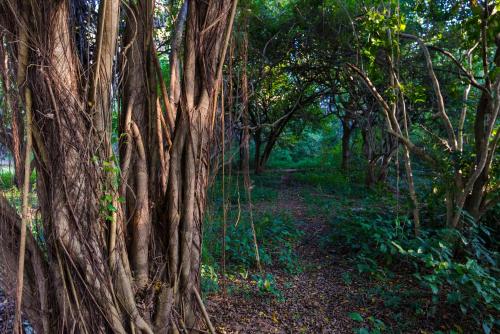 a path through a forest with many trees at Amani Beach Resort in Kutani