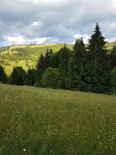 a field of grass with trees in the background at Flower Bell in Ghimeş-Făget