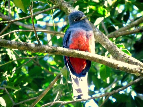 Animales en la casa de huéspedes o alrededores