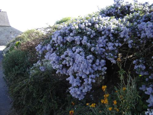 a bunch of purple flowers in a garden at ty dreux entre terre et mer in Saint-Thégonnec