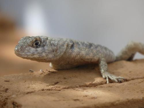 a lizard is sitting on the sand at Pousada O Refúgio in Jericoacoara