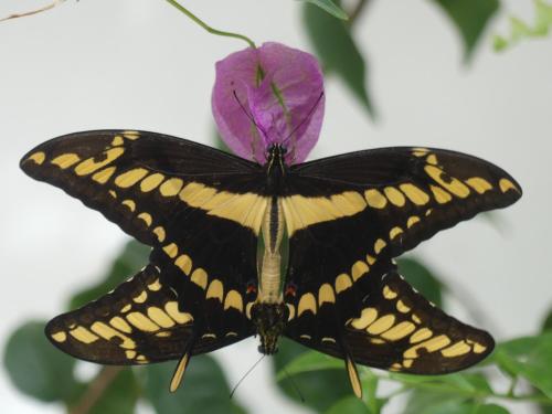 a butterfly perched on a purple flower at Pousada O Refúgio in Jericoacoara