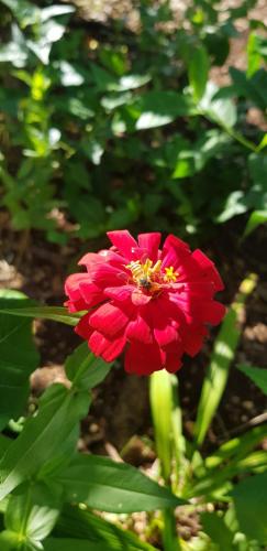 a red flower with a bee on top of it at Sunari Beach Resort 2 in Selayar