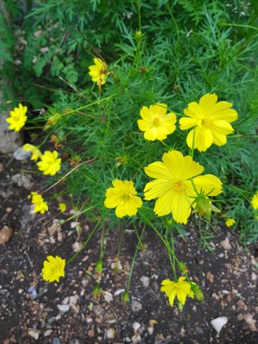 a group of yellow flowers in the dirt at Sunari Beach Resort 2 in Selayar