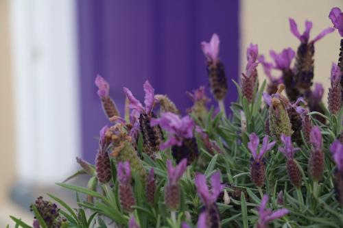 Κήπος έξω από το The Purple Door on Seaview