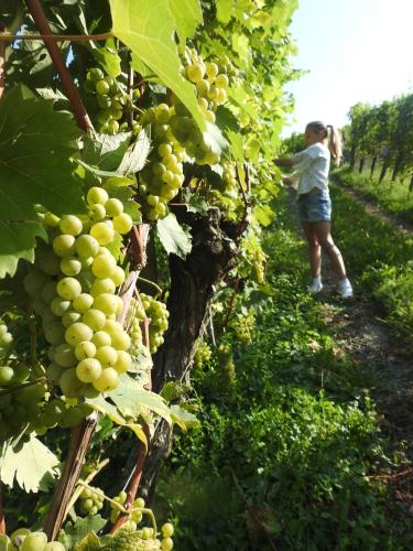 a woman standing in a field of grapes at Ferienwohnung Kleissner in Großklein
