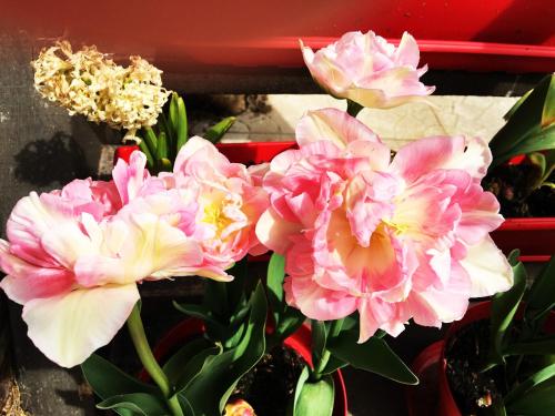 a group of pink flowers on a plant at La Romance et la Romanesque in Berville-sur-Mer
