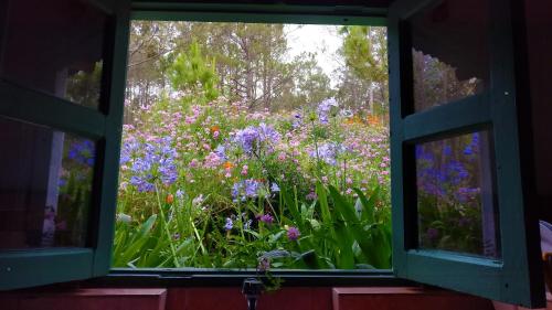 a window view of a field of flowers at Villa Pajon Eco Lodge in Constanza
