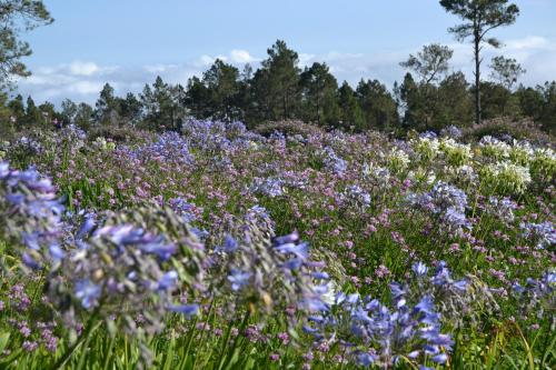 a field of purple and white flowers at Villa Pajon Eco Lodge in Constanza