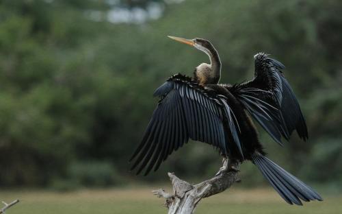a bird spreading its wings on a tree branch at Bundala Flamingo Cotteges in Hambantota