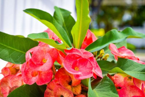 a bunch of red flowers with green leaves at JamGolia Place in Mandeville