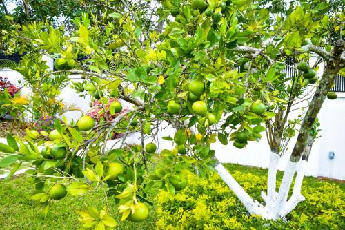 a tree with lots of green fruit on it at JamGolia Place in Mandeville