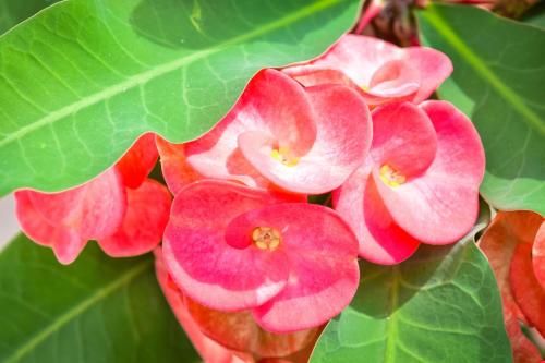 a bunch of pink flowers with green leaves at JamGolia Place in Mandeville