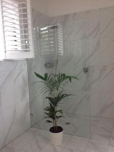 a plant in a bathroom with a shower at Port Elliot rural retreat in Port Elliot