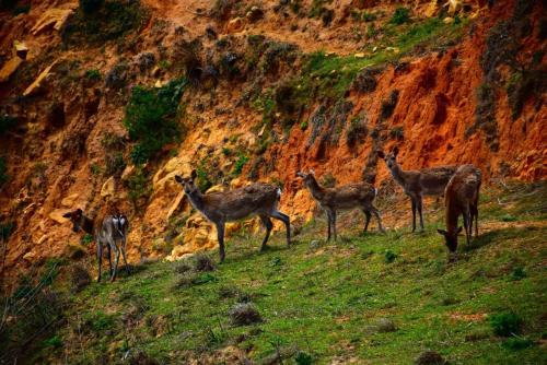 ホームステイの敷地内または近くにいる動物