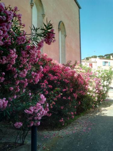 Une bande de fleurs roses devant un bâtiment dans l'établissement L'Ancien Couvent sur jardin, havre de paix en centre ville à 100m de la mer avec parking privatif, à Sète