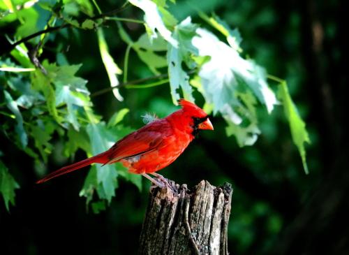 a red bird sitting on top of a tree branch at Hacienda Siete Sentidos in La Mesa