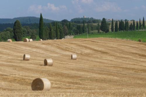 a large field with hay bales in the middle at Poggio ai Gelsi in Pienza