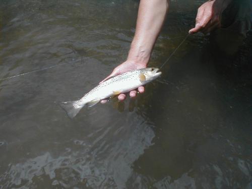 a person holding a fish on a string in the water at Royal Coachman in Clarens