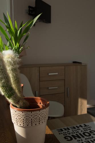 a plant in a pot sitting on a table at Pokoje Gościnne "SOSENKA" in Cisna