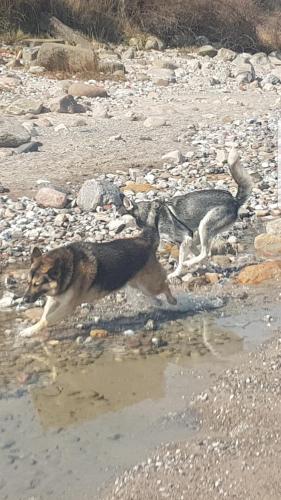 Άλλα ζώα σε αυτός ο ξενώνας ή στη γύρω περιοχή
