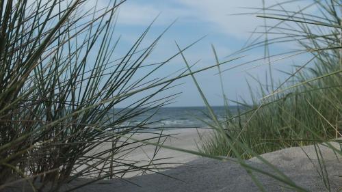 a view of the beach through some grass at Ferienwohnung "Schonzeit" in Graal-Müritz