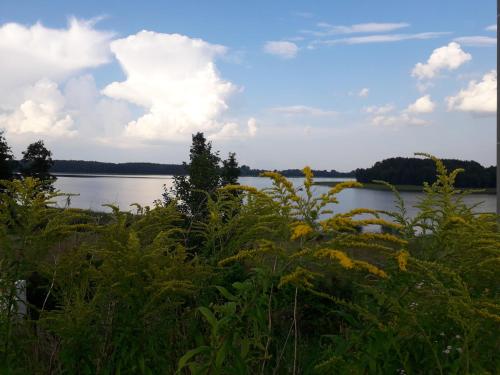 a view of a body of water with grass and weeds at Sterla - Masuria in Giżycko