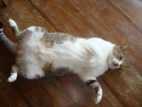 a cat laying on a wooden floor at Hotel Nantu Hostería in Puerto López