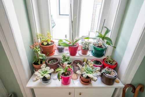 a group of potted plants sitting on a window sill at Madragoa Studio Zero in Lisbon