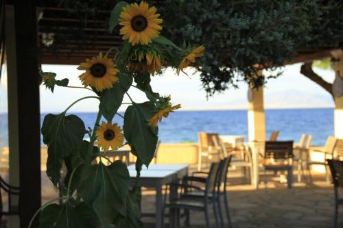 a bunch of sunflowers are hanging from a table at Irides in Souvala