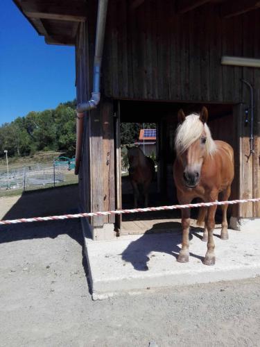 a brown horse standing inside of a barn at Ferienwohnung Dichtl in Grafenau