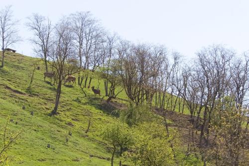 a group of animals on a grassy hill with trees at Apartmány na Farmě in Kurdějov