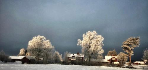 a group of houses and trees covered in snow at Det Gamla Panget in Tällberg