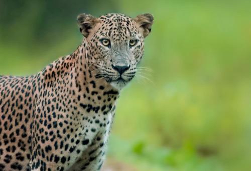 a close up of a cheetah standing in the grass at Big Game - Wilpattu by Eco Team in Wilpattu