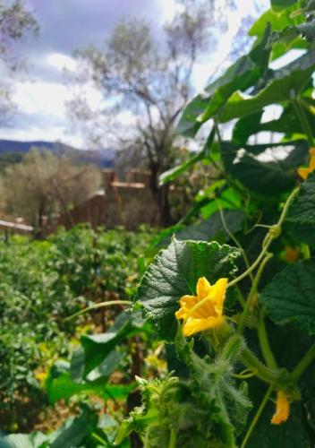 a yellow flower in a field of plants at Hotel Restaurant Emblema in Petrelë