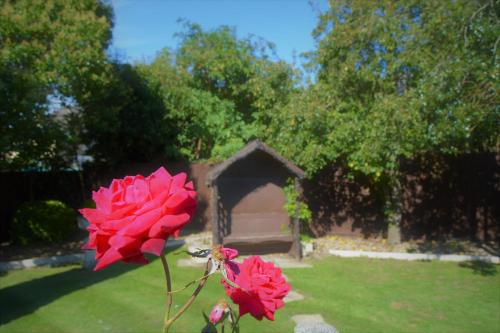 a red rose in a vase in a yard at Oliver Cromwell Hotel in March