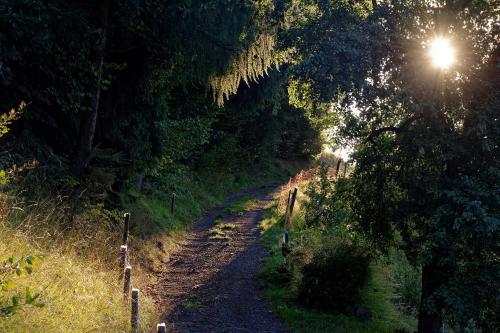 a dirt road in the middle of a forest at Landhaus Tenne in Bartholomäberg