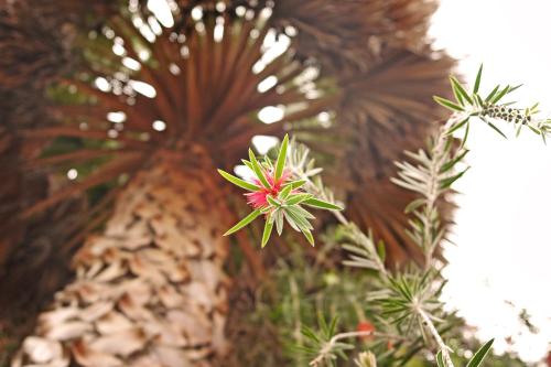 a flower on the side of a pine tree at Hotel Florida in Ambato