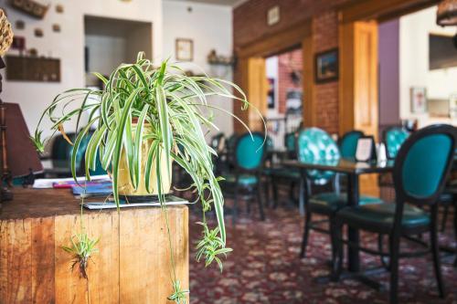 a potted plant sitting on a counter in a restaurant at The Victor Hotel in Victor