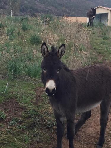 a black donkey standing in a field of grass at Villa cote plage in Ajaccio
