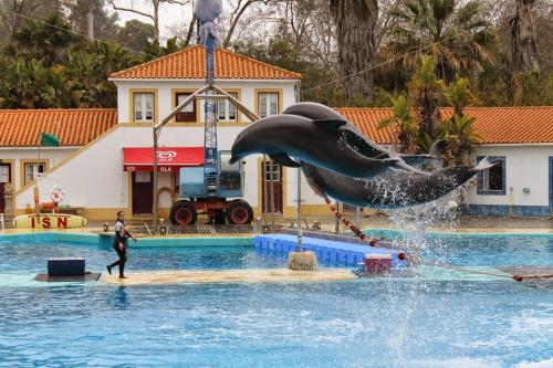 a dolphin jumping out of the water in a pool at Casa do Pedro - Lisbon South Bay in Almada