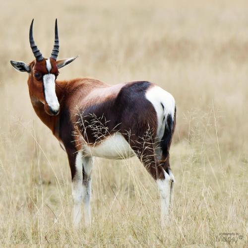 an animal with horns standing in a field at Kwetu Guest Farm in Swellendam
