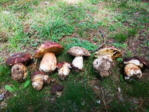 a group of mushrooms sitting on the grass at Baita Marilù in Lorica