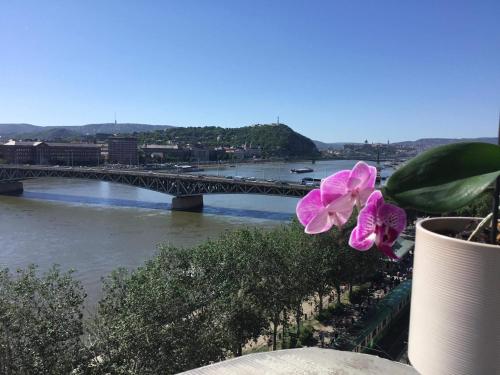 a potted plant with a view of a bridge at danube paradise in Budapest