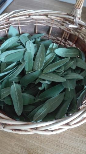 a basket filled with green leaves on a table at Ripe's FoRest Garden Guest House in Rome