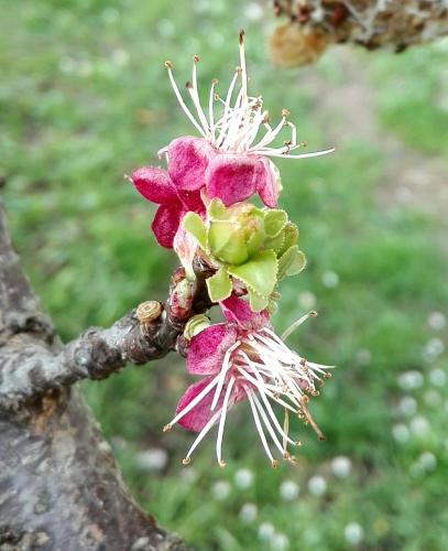 a flower on a branch of a tree at Ripe's FoRest Garden Guest House in Rome