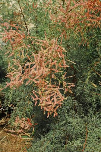Galeriebild der Unterkunft Ein Gedi Rooms Neve Zohar in Neve Zohar