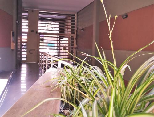 a wooden table with plants in a room at Premium Mendoza Apart Hotel in Mendoza