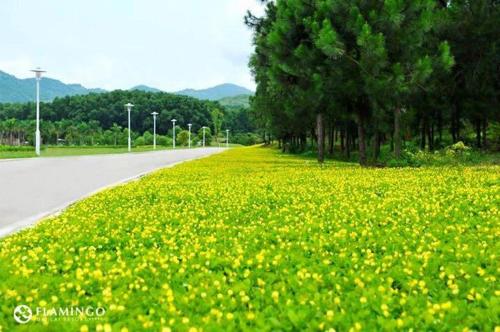 a field of yellow flowers on the side of a road at FLAMINGOS Villa Happy 3 phòng ngủ- view Hồ- bể bơi riêng in Ngọc Quang